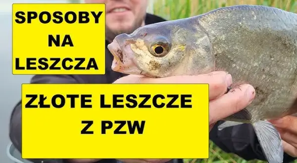 Najlepsze przynęty na leszcza, które zwiększą Twoje szanse na sukces